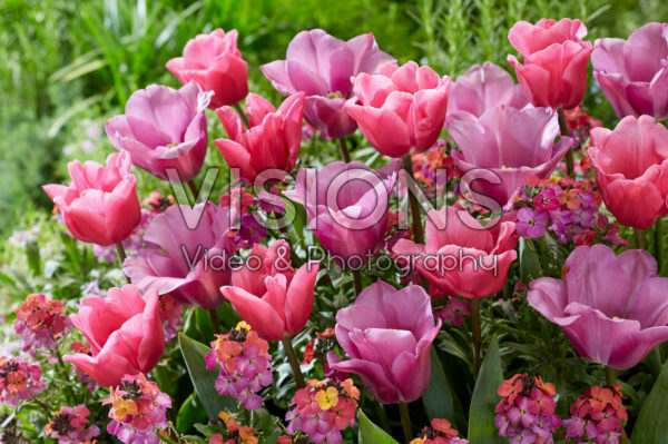 Tulipa Anjesca, President Mary McAleese Tulipa Anjesca, President Mary McAleese