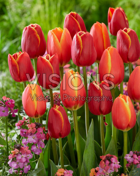 Tulipa Worlds Friend, Flying Dragon Tulipa Worlds Friend, Flying Dragon