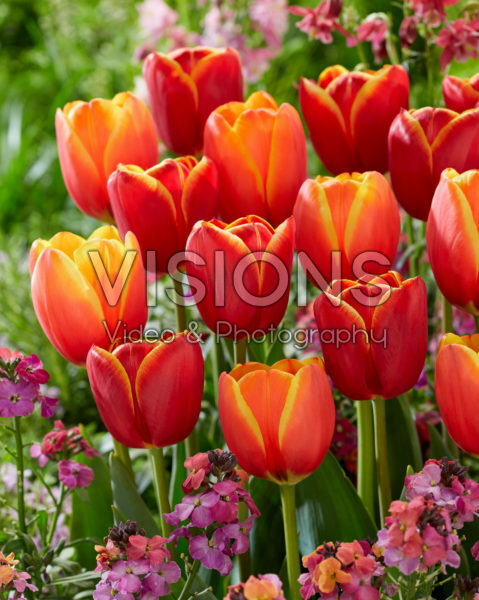 Tulipa Worlds Friend, Flying Dragon Tulipa Worlds Friend, Flying Dragon