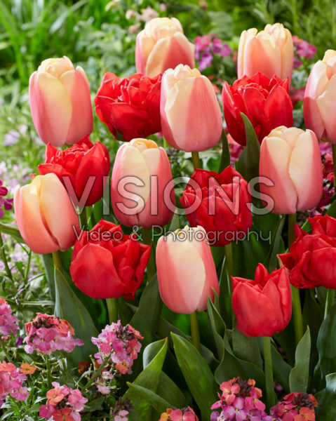 Tulipa Carrot Pride, Spitfire Tulipa Carrot Pride, Spitfire