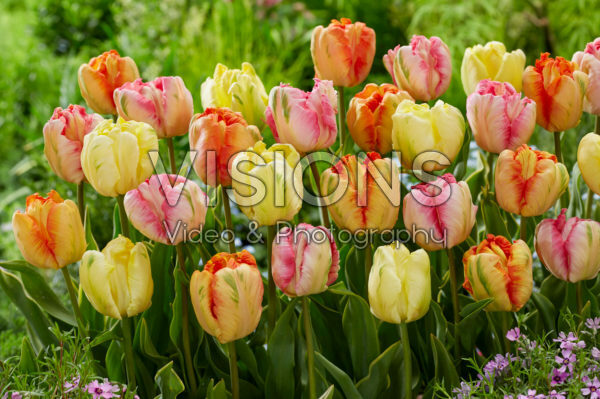 Tulipa Parrot mix Tulipa Parrot mix