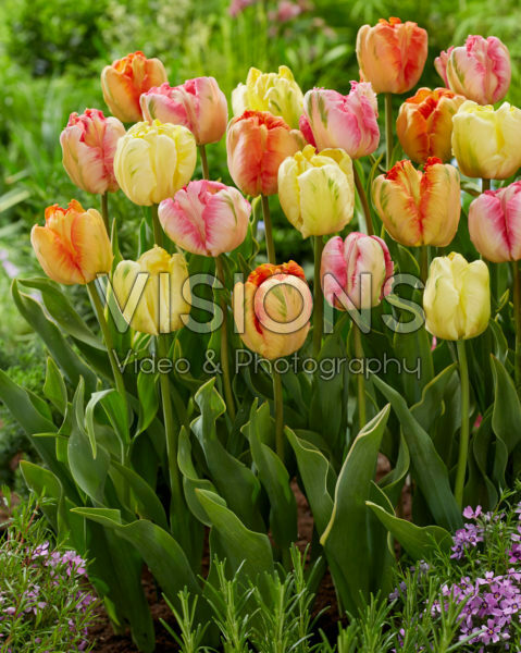 Tulipa Parrot mix Tulipa Parrot mix