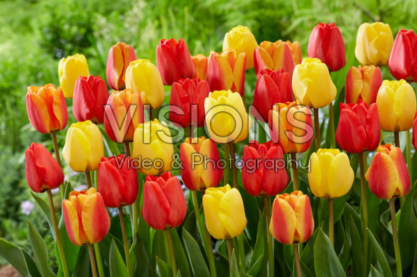 Tulipa Apeldoorn mix Tulipa Apeldoorn mix