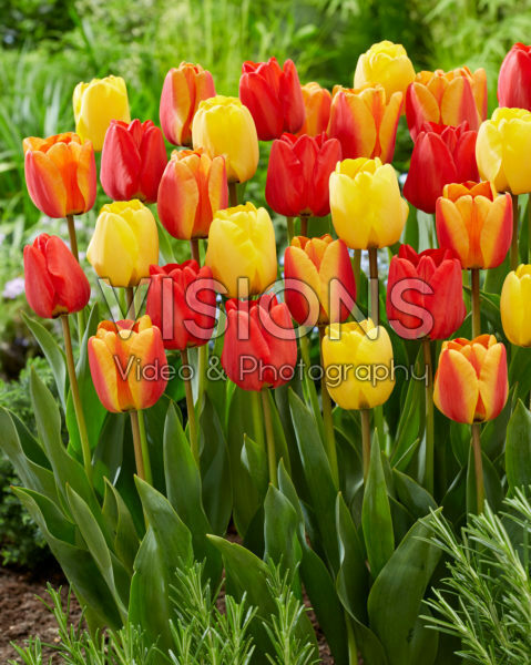 Tulipa Apeldoorn mix Tulipa Apeldoorn mix