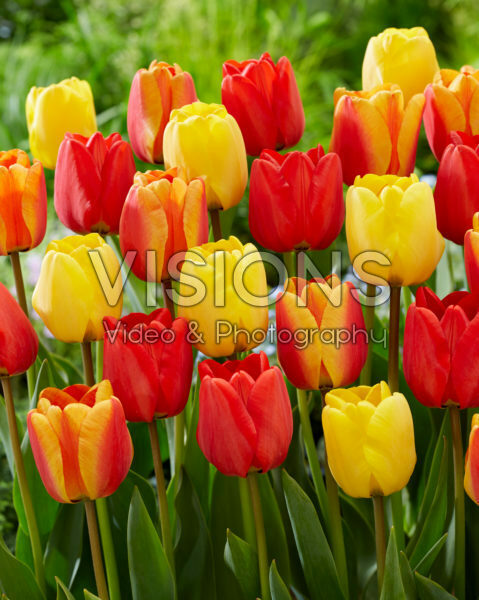 Tulipa Apeldoorn mix Tulipa Apeldoorn mix