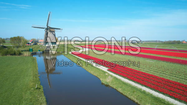 Hollandse tulpenvelden Hollandse tulpenvelden