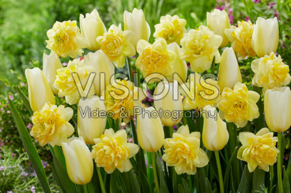 Tulipa Francoise, Narcissus Sweet Pomponette Tulipa Francoise, Narcissus Sweet Pomponette