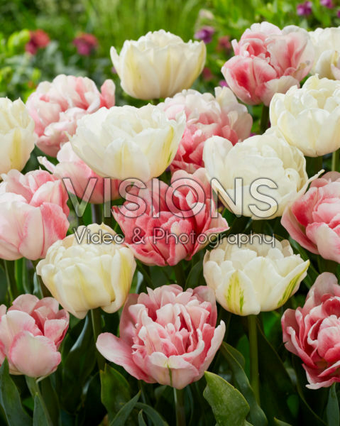 Tulipa Foxtrot, Mount Tacoma Tulipa Foxtrot, Mount Tacoma