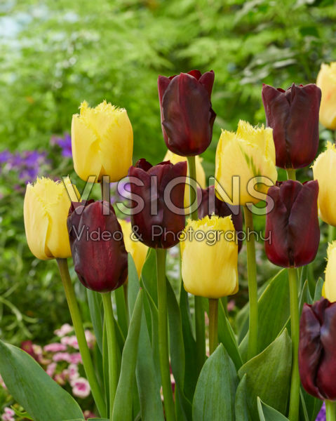 Tulipa Monique, Magic Maroon Tulipa Monique, Magic Maroon