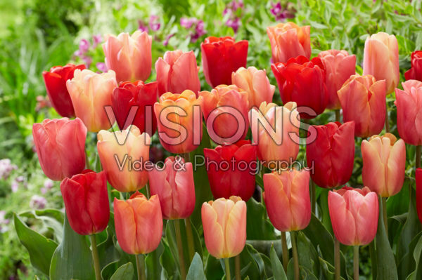 Tulipa Jimmy mix Tulipa Jimmy mix