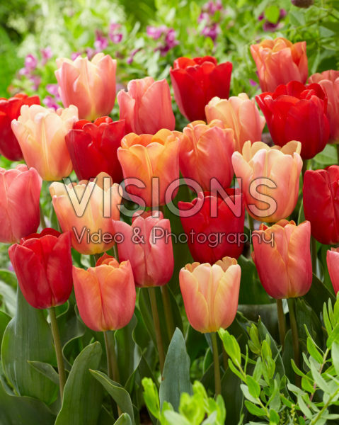 Tulipa Jimmy mix Tulipa Jimmy mix