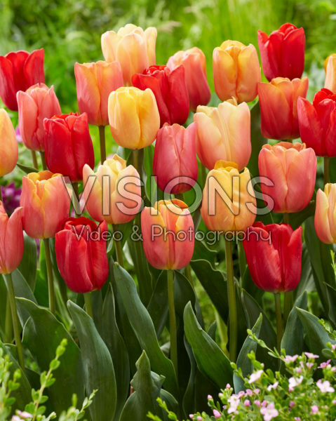 Tulipa Jimmy mix Tulipa Jimmy mix