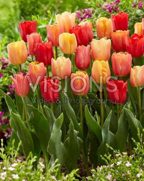 Tulipa Jimmy mix Tulipa Jimmy mix