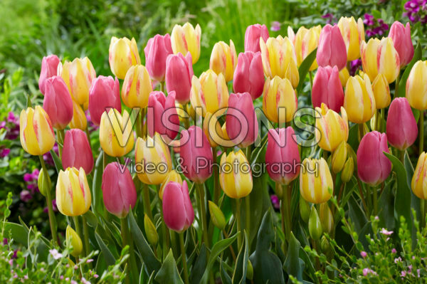 Tulipa Antoinette, Happy Family Tulipa Antoinette, Happy Family