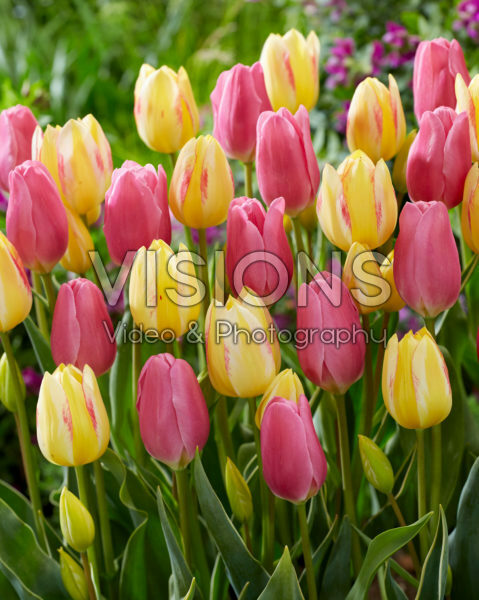 Tulipa Antoinette, Happy Family Tulipa Antoinette, Happy Family