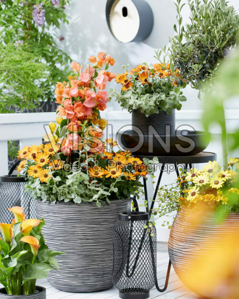 Bougainvillea, Osteospermum Bougainvillea, Osteospermum