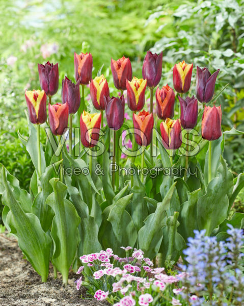 Tulipa Havran, Gavota and Slawa Tulipa Havran, Gavota and Slawa