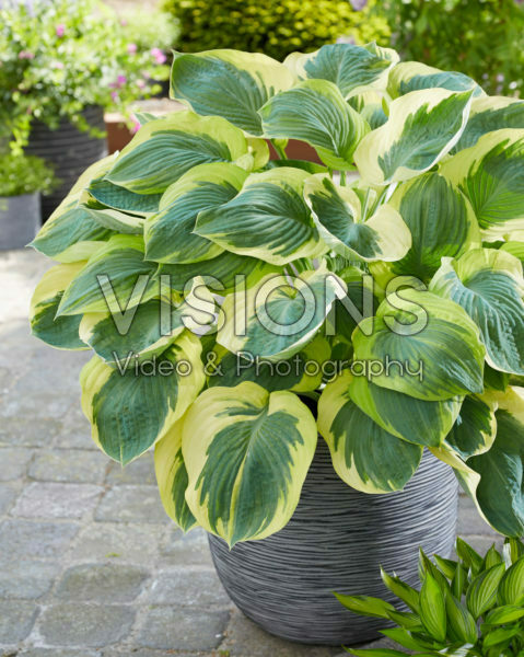 Hosta Orion's Belt Hosta Orion's Belt