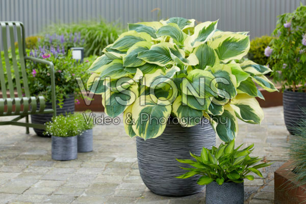 Hosta Orion's Belt Hosta Orion's Belt