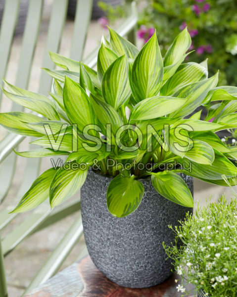 Hosta Ayesha Hosta Ayesha