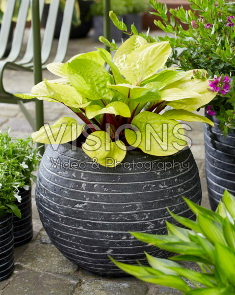 Hosta Lemon Snap Hosta Lemon Snap