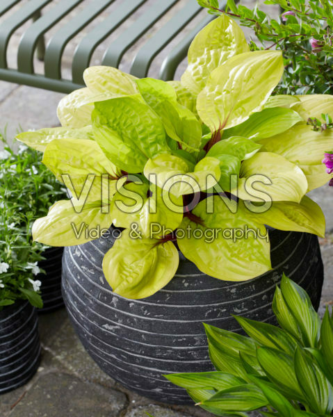 Hosta Lemon Snap Hosta Lemon Snap