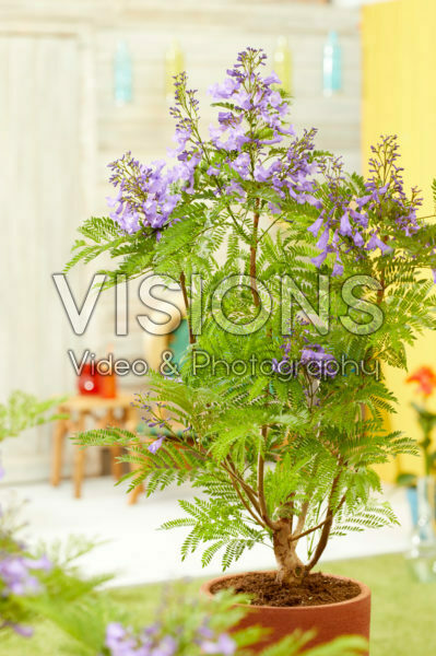 Jacaranda Bonsai Blue Jacaranda Bonsai Blue