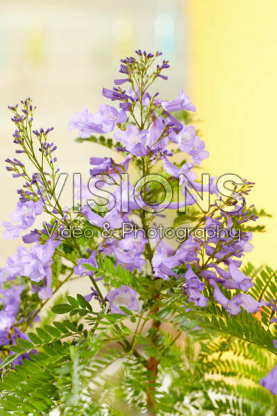 Jacaranda Bonsai Blue Jacaranda Bonsai Blue