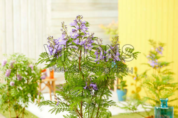 Jacaranda Bonsai Blue Jacaranda Bonsai Blue