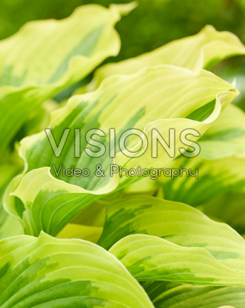 Hosta Paisley Border Hosta Paisley Border