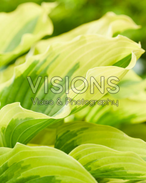 Hosta Paisley Border Hosta Paisley Border