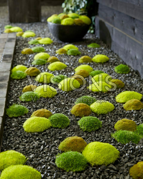 Sagina subulata Cosmozz® Apple, Lemon and Orange Sagina subulata Cosmozz® Apple, Lemon and Orange