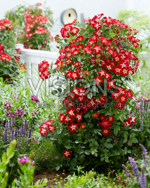Rosa Everglow Ruby Rosa Everglow Ruby