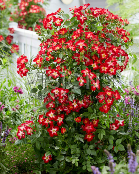 Rosa Everglow Ruby Rosa Everglow Ruby