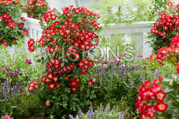 Rosa Everglow Ruby Rosa Everglow Ruby