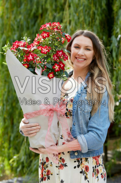 Rosa Everglow Ruby Rosa Everglow Ruby
