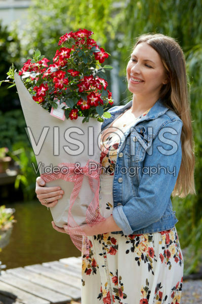 Rosa Everglow Ruby Rosa Everglow Ruby