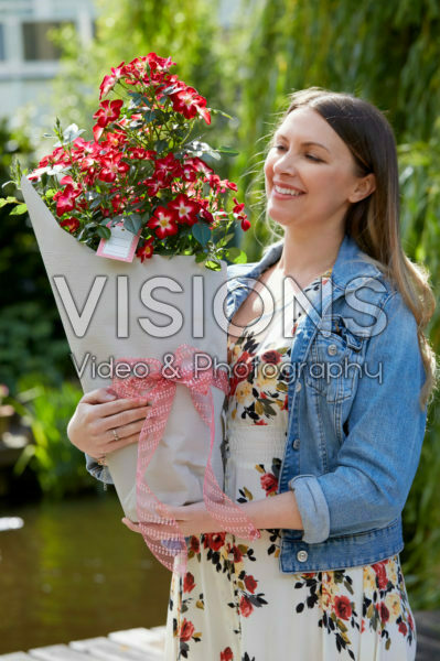 Rosa Everglow Ruby Rosa Everglow Ruby