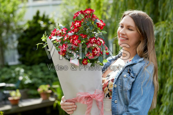 Rosa Everglow Ruby Rosa Everglow Ruby