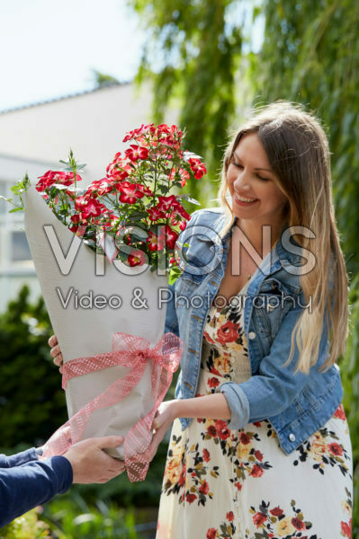 Rosa Everglow Ruby Rosa Everglow Ruby