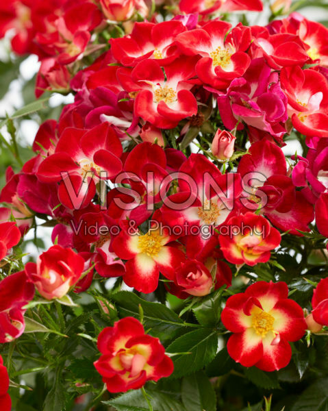 Rosa Everglow Ruby Rosa Everglow Ruby