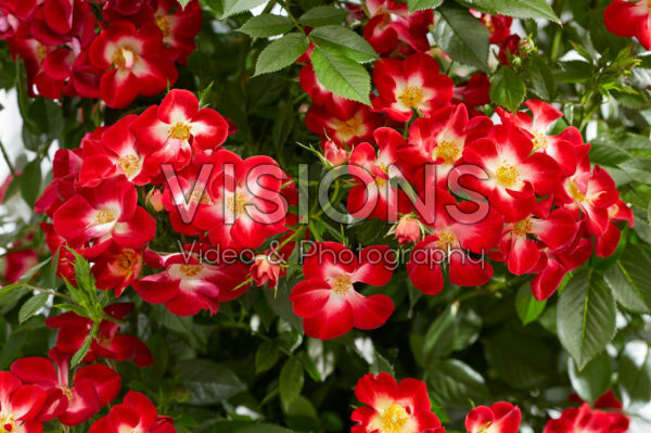 Rosa Everglow Ruby Rosa Everglow Ruby