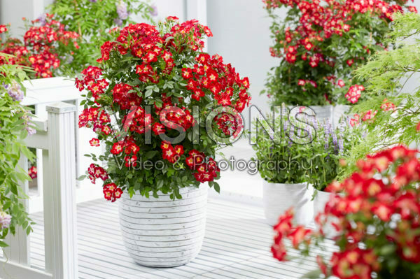 Rosa Everglow Ruby Rosa Everglow Ruby
