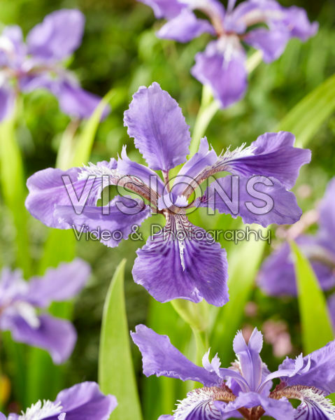 Iris tectorum Woolong Iris tectorum Woolong