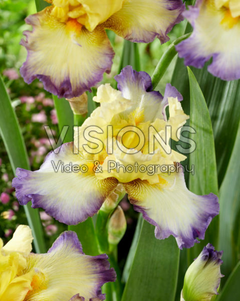 Iris Echassier Iris Echassier