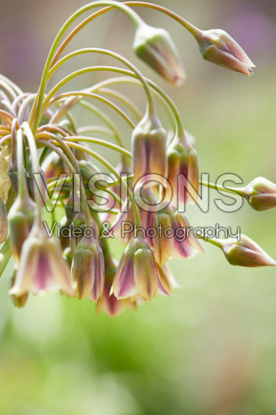 Nectaroscordum siculum subsp. bulgaricum Nectaroscordum siculum subsp. bulgaricum