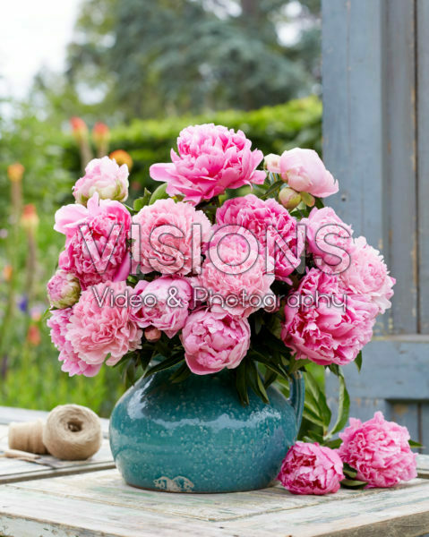 Paeonia fluffy pink bouquet Paeonia fluffy pink bouquet