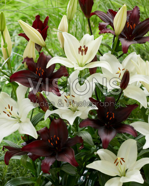 Lilium combination Lilium combination