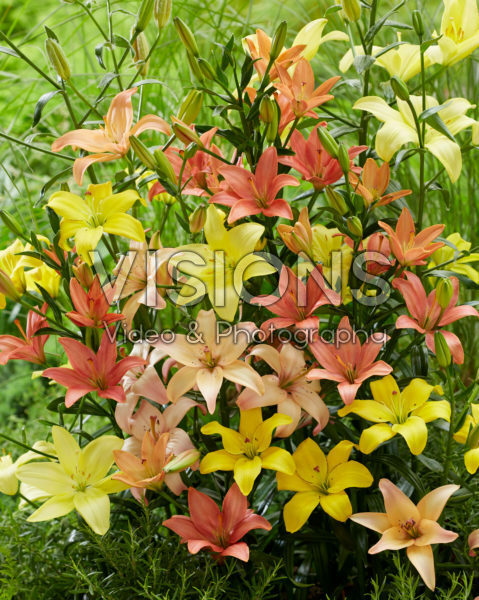 Lilium mix, asiatic pollen free Lilium mix, asiatic pollen free