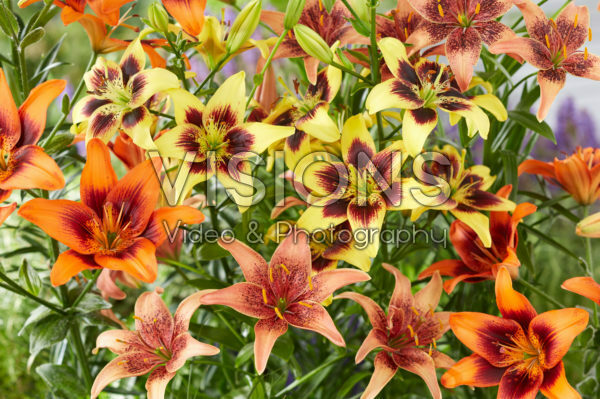 Lilium Pieton, Twosome, Whistler Lilium Pieton, Twosome, Whistler